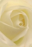 The camera draws us into the heart of a velvety white rose, as if inviting us to lose ourselves in its spiral of luminous petals. From centre to edge, creamy whites blend into gentle shadow, infusing the bloom with a tranquil light that could be the first dawn over Wallington's leafy parks. The petals, fine and silk-like, curve with patient precision, their translucent tips whispering both fragility and hope. The air in the image seems fresh, with the imagined hint of delicate perfume, the mood serene and contemplative. It's a rose that speaks quietly of admiration, sympathy, or the marking of meaningful milestones-echoing the sincere connections fostered throughout the Wallington community. As a florist, I see in each soft fold and subtle highlight a story of dedication and gentle artistry-an invitation to pause, reflect, and cherish the emotions that unite us in life's special moments. This bloom embodies not just floral beauty, but also the grace and thoughtful care found in every arrangement delivered across Wallington.